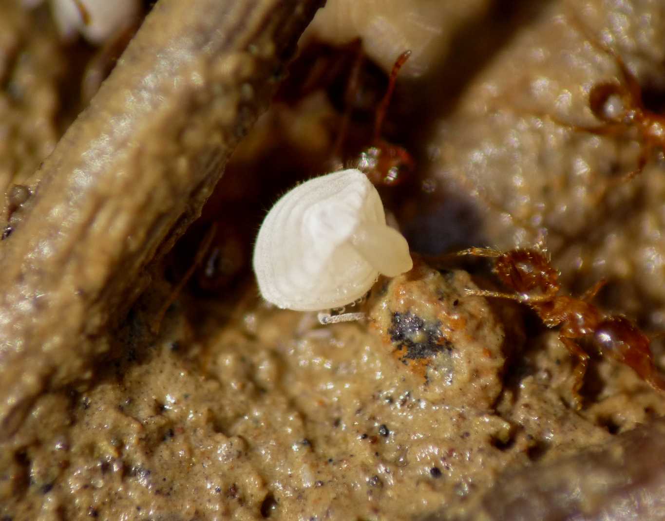 Aphididae ospiti delle formiche Pheidole pallidula: Geoica cfr pellucida